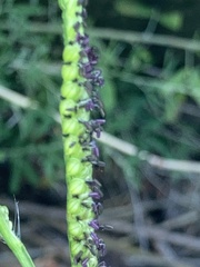 Paspalum pubiflorum