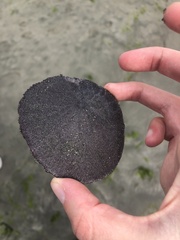 Dendraster excentricus