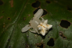 Epicadus heterogaster