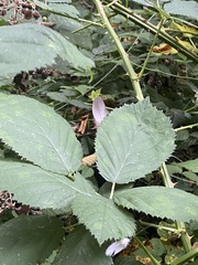 Rubus bifrons