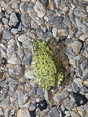 Anaxyrus debilis