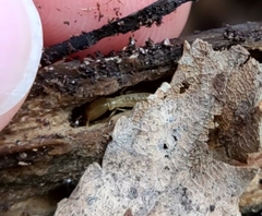 Reticulitermes flavipes