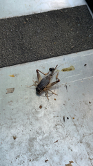 Velarifictorus micado