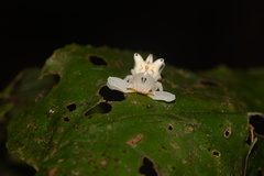 Epicadus heterogaster