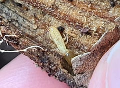 Reticulitermes flavipes