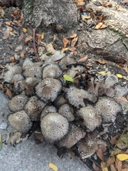 Coprinopsis variegata