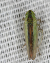 Neocoelidia fuscovittata