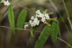 Commersonia dasyphylla