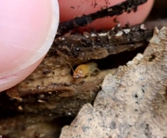 Reticulitermes flavipes