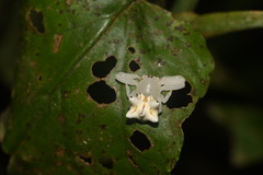 Epicadus heterogaster