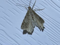 Macaria pinistrobata