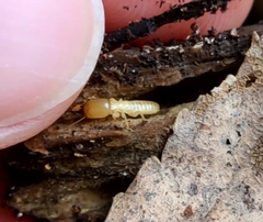 Reticulitermes flavipes