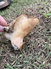 Hohenbuehelia petaloides