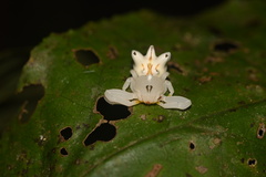 Epicadus heterogaster