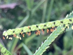 Paspalum pubiflorum
