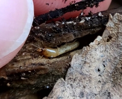 Reticulitermes flavipes