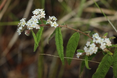Commersonia dasyphylla