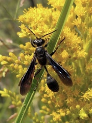 Isodontia auripes