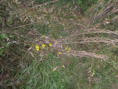Erysimum cheiranthoides