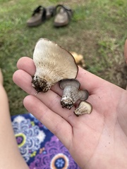 Hohenbuehelia petaloides