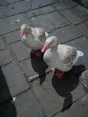 Anser anser domesticus