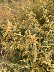 Atriplex lentiformis