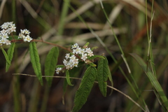 Commersonia dasyphylla