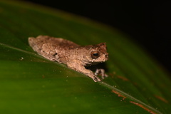 Dendropsophus kamagarini