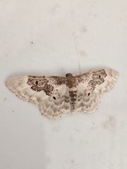 Idaea rusticata