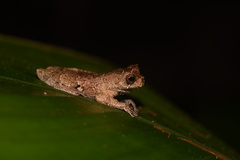Dendropsophus kamagarini