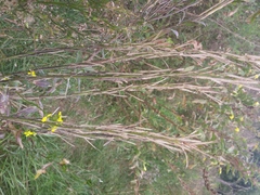 Erysimum cheiranthoides