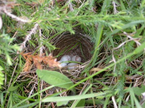Spizella pusilla