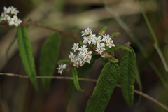 Commersonia dasyphylla