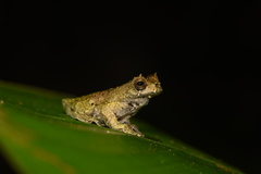 Dendropsophus kamagarini