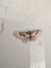 Idaea rusticata
