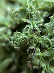 Syntrichia papillosa