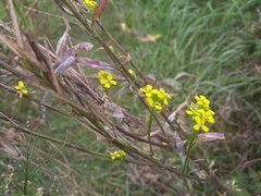 Erysimum cheiranthoides
