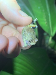 Dendropsophus kamagarini