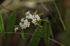 Commersonia dasyphylla