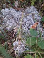 Cladonia