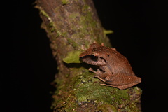 Pristimantis reichlei