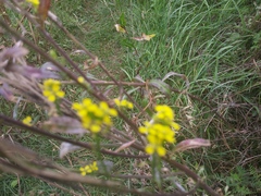 Erysimum cheiranthoides