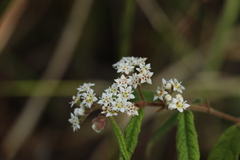 Commersonia dasyphylla