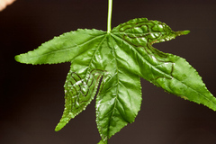 Phyllocnistis liquidambarisella