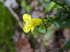 Aureolaria flava