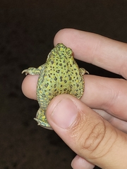 Anaxyrus debilis