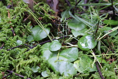 Peperomia bracteata