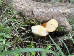 Ganoderma