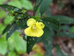 Aureolaria flava