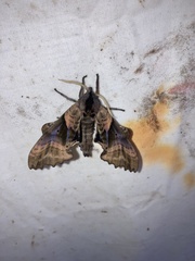 Paonias excaecata